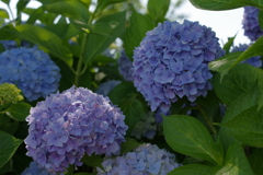 河川沿いの紫陽花たち