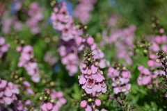 寒くなった秋のガーデンで。