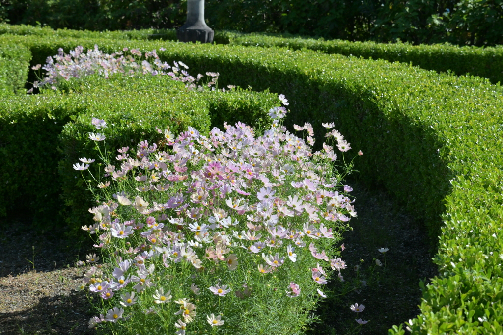 寒くなった秋のガーデンで。