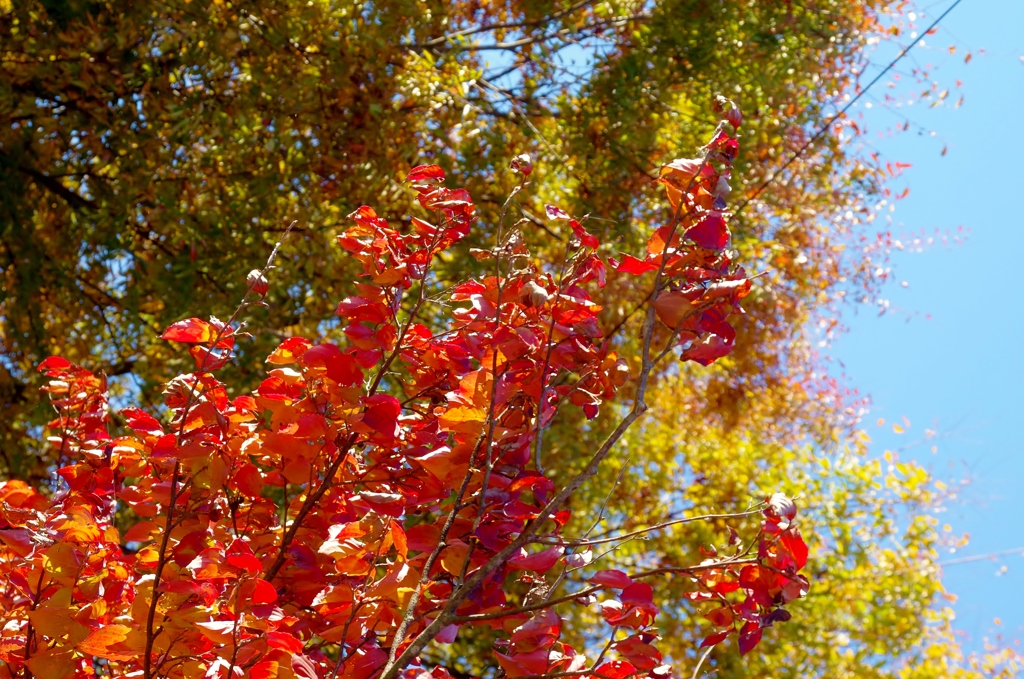 木の葉、紅く秋色に・・