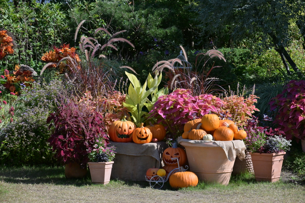 寒くなった秋のガーデンで。(三度ジャック・オー・ランタン参上)