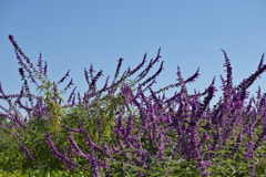 寒くなった秋のガーデンで。