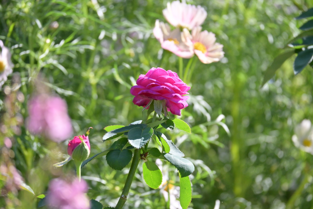寒くなった秋のガーデンで。