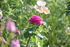 寒くなった秋のガーデンで。