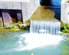 川沿いの紫陽花