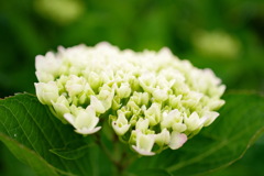 山の公園に咲くお花たち