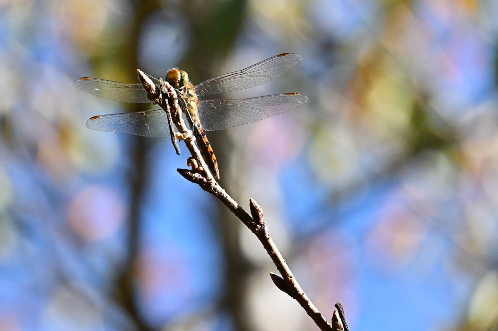 初秋の公園で・・