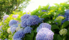 河川沿いの紫陽花たち