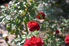 寒くなった秋のガーデンで。