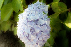 河川沿いの紫陽花たち