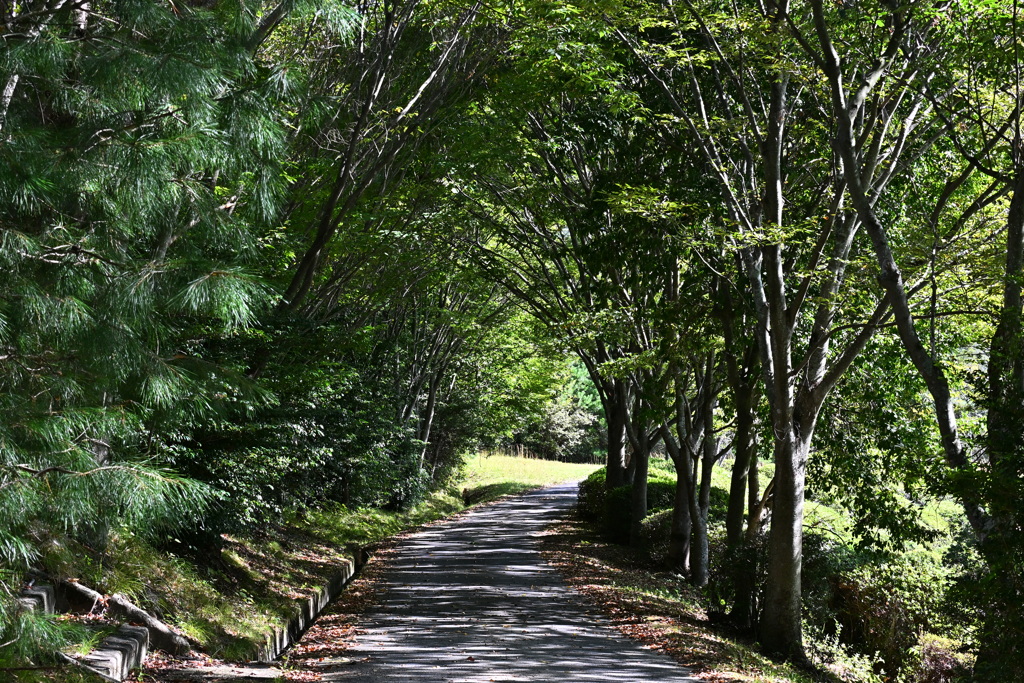 初秋の公園で
