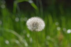 IMGP3649