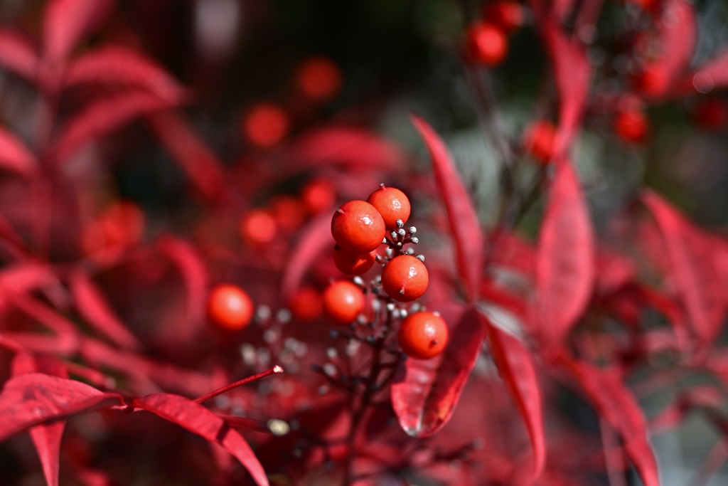 南天・・のど飴になるの？？