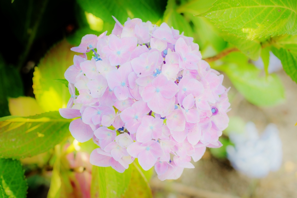 河川沿いの紫陽花たち