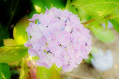 河川沿いの紫陽花たち