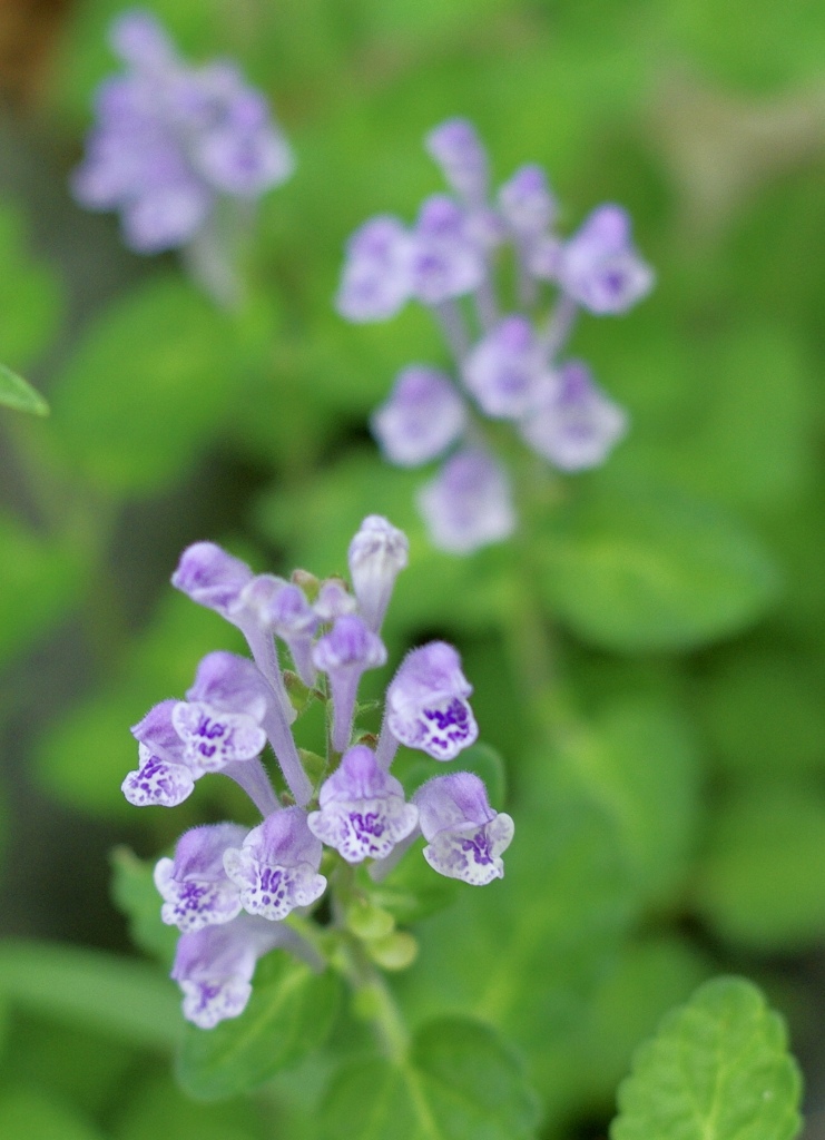 Gardenに咲く花たち