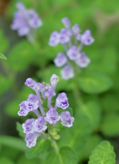 Gardenに咲く花たち