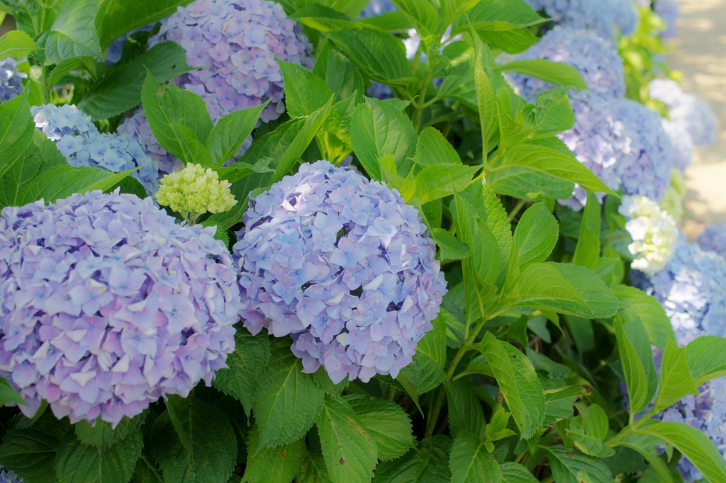 河川沿いの紫陽花たち