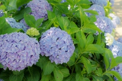 河川沿いの紫陽花たち