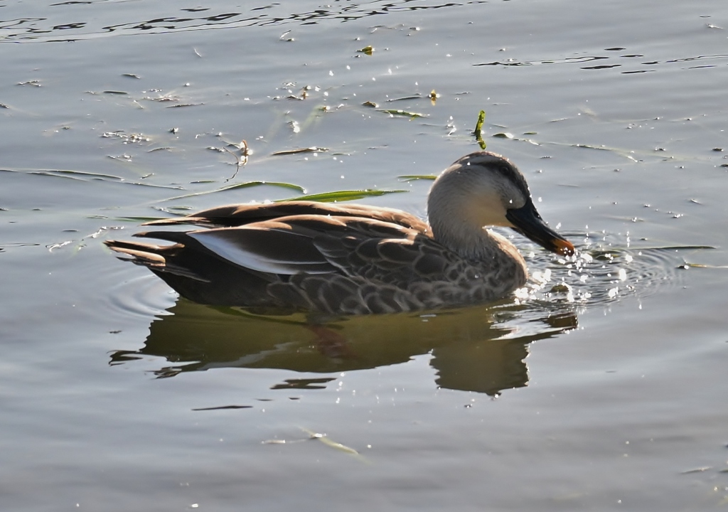 寒くなった秋のガーデンで。