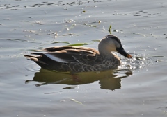 寒くなった秋のガーデンで。