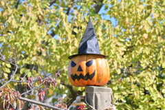 寒くなった秋のガーデンで。（ついに本物参上ジャック・オー・ランタン）