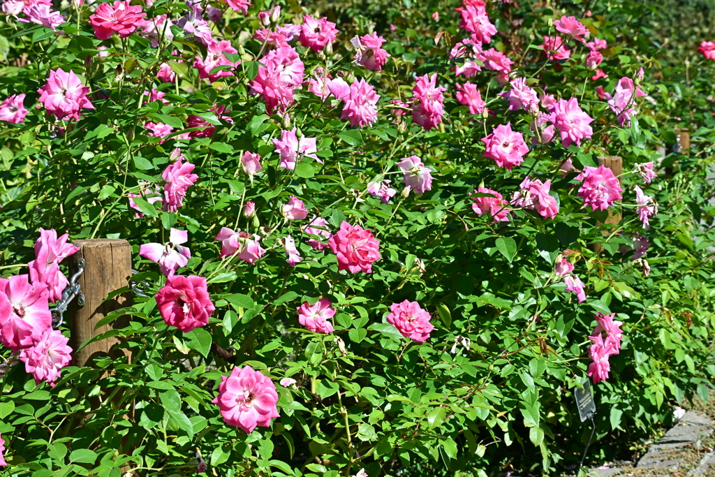 寒くなった秋のガーデンで。