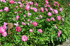 寒くなった秋のガーデンで。 寒くなった秋のガーデンで。