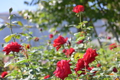 寒くなった秋のガーデンで。