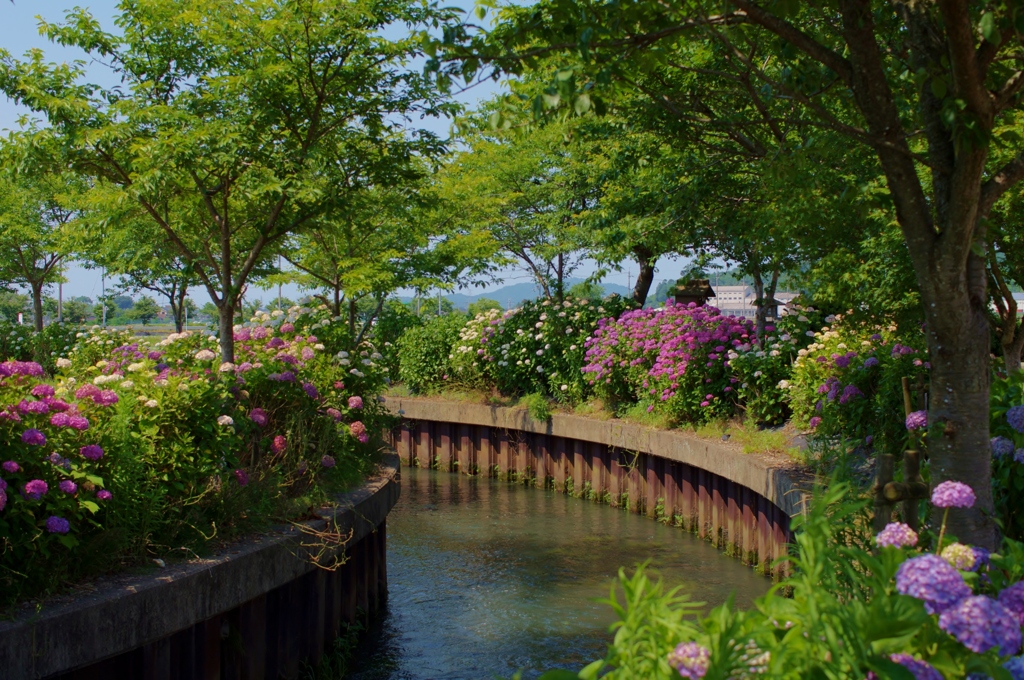 川沿いの紫陽花
