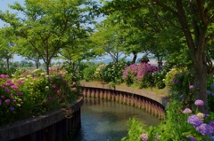 川沿いの紫陽花