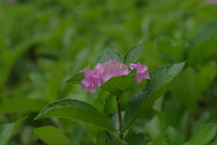 古き良き万博公園