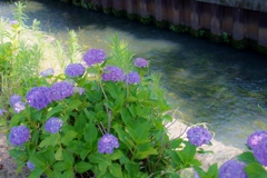 川沿いの紫陽花