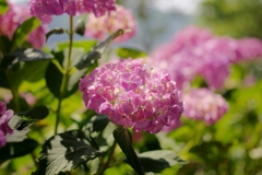 川沿いの紫陽花