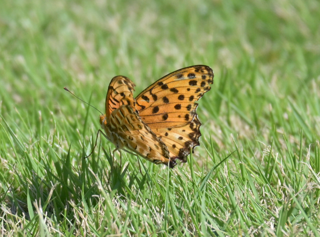 寒くなった秋のガーデンで。