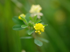 IMGP4274-1