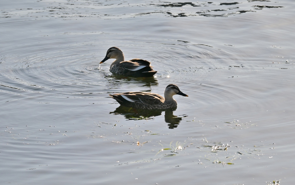 寒くなった秋のガーデンで。
