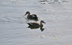 寒くなった秋のガーデンで。