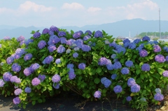 川沿いの紫陽花