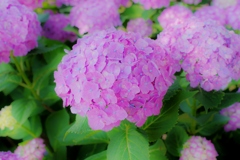 川沿いの紫陽花