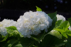 河川沿いの紫陽花たち
