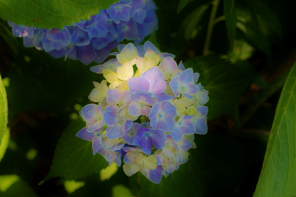 河川沿いの紫陽花たち