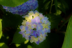 河川沿いの紫陽花たち