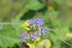 寒くなった秋のガーデンで。 寒くなった秋のガーデンで。