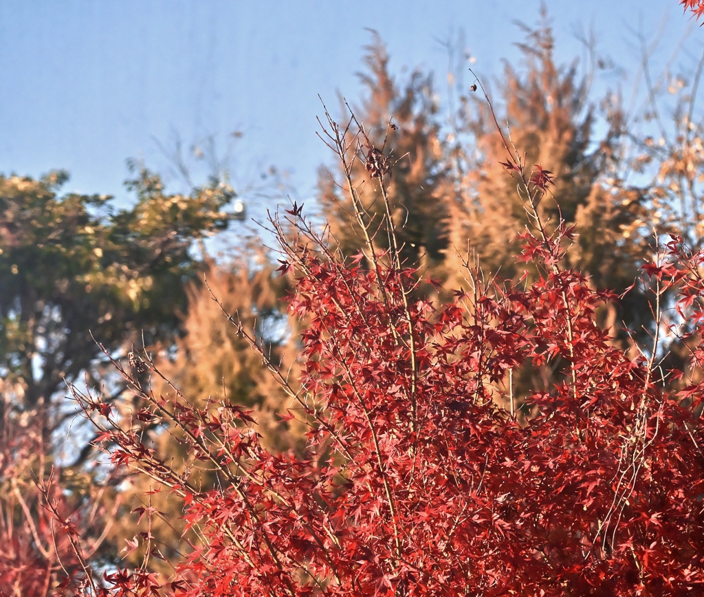 美酒と紅葉と音楽と