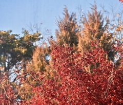 美酒と紅葉と音楽と