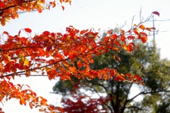 行楽日和でウキウキでした。