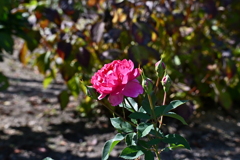 寒くなった秋のガーデンで。 寒くなった秋のガーデンで。