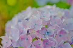 川沿いの紫陽花