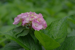 古き良き万博公園